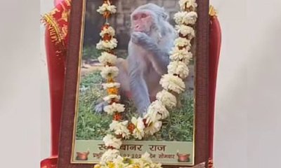 ಅಪಘಾತದಲ್ಲಿ ಪ್ರಾಣ ಕಳೆದುಕೊಂಡ ಕೋತಿ: ಕಣ್ಣೀರು ಹಾಕಿದ ಗ್ರಾಮಸ್ಥರು