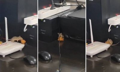 ಸರ್ಕಾರಿ ಆಸ್ಪತ್ರೆಯಲ್ಲಿ ಇಲಿಗಳ ಅಟ್ಟಹಾಸ: ನೆಟ್ಟಿಗರು ಕಿಡಿ