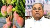 ಮಾವಿಗೆ ಬೆಂಬಲ ಬೆಲೆ ನೀಡುವ ಕುರಿತು ಸಚಿವ ಸಂಪುಟದಲ್ಲಿ ಚರ್ಚೆ: ಸಿಎಂ