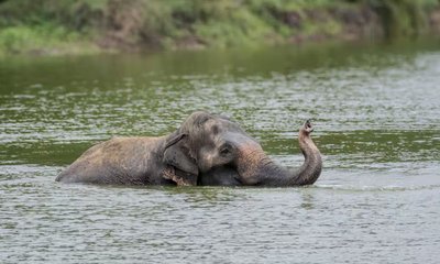 ಮಾಧುರಿ ಆನೆ ಯೋಗಕ್ಷೇಮಕ್ಕೆ ಮೊದಲ ಆದ್ಯತೆ ಎಂದ ವಂತರಾ