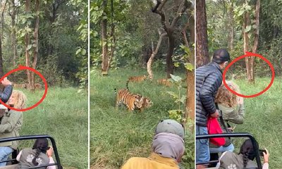 ಸಫಾರಿ ವೇಳೆ ಕಾಣಿಸಿಕೊಂಡ ಹುಲಿಗಳ ದಂಡು: ಪ್ರವಾಸಿಗರು ಮಾಡಿದ್ದೇನು?