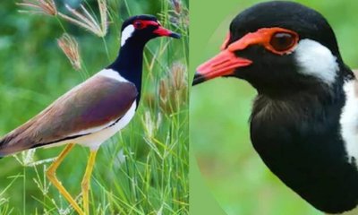 ಹಕ್ಕಿಯ ಮೊಟ್ಟೆಯಿಂದ ಮಳೆಯ ಸೂಚನೆ: ಮಧ್ಯಪ್ರದೇಶದ ರೈತರ ವಿಶೇಷ ನಂಬಿಕೆ!
