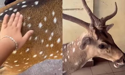 ಐಐಟಿ ಮದ್ರಾಸ್ ಕ್ಯಾಂಪಸ್‌ನಲ್ಲಿ ಜಿಂಕೆ ಜತೆ ವಿದ್ಯಾರ್ಥಿನಿಯ ಸ್ನೇಹ