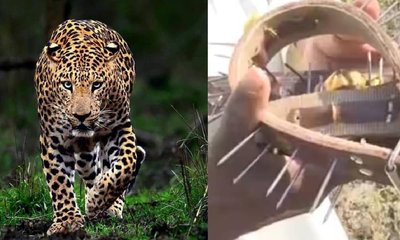 ಚಿರತೆ ದಾಳಿ ತಪ್ಪಿಸಿಕೊಳ್ಳಲು ಮಹಾರಾಷ್ಟ್ರ ಗ್ರಾಮಸ್ಥರ ಹೊಸ ಪ್ಲ್ಯಾನ್