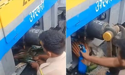 ರೈಲು ಎಂಜಿನ್‌ನಲ್ಲಿ ಸಿಲುಕಿದ ನವಿಲಿನ ರಕ್ಷಣೆ, ವಿಡಿಯೋ ನೋಡಿ