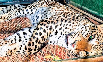 ಮಲೆ ಮಹದೇಶ್ವರ ಬೆಟ್ಟದಲ್ಲಿ ಭಕ್ತನನ್ನು ಕೊಂದಿದ್ದ ಚಿರತೆ ಸೆರೆ