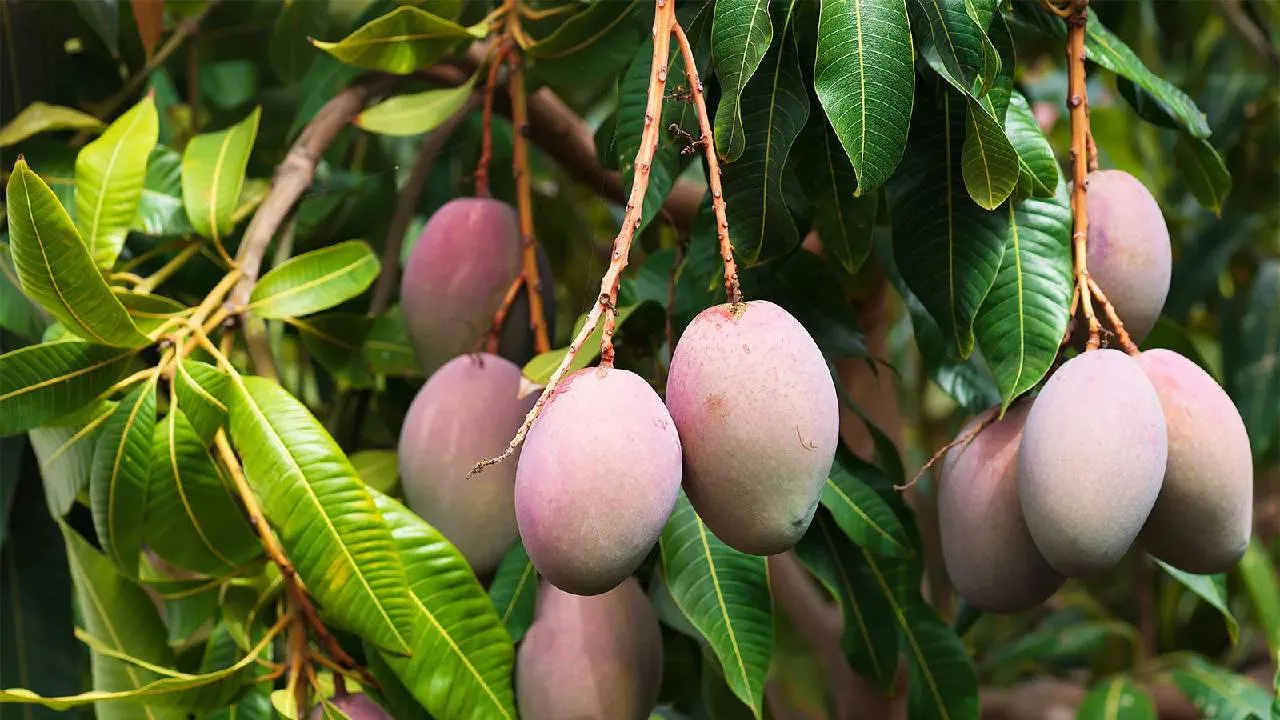 Mango Production Countries: ವಿಶ್ವದೆಲ್ಲೆಡೆ ಹರಡಿದೆ ಭಾರತದ ಮಾವಿನ ಘಮ; ಉತ್ಪಾದನೆಯಲ್ಲಿಯೂ ನಾವೇ ನಂ. 1 - Image 5