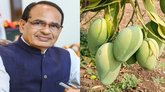 ಮಾವಿಗೆ ಬೆಂಬಲ ಬೆಲೆ ಘೋಷಿಸುವ ಭರವಸೆ ಕೊಟ್ಟ ಕೇಂದ್ರ ಕೃಷಿ ಸಚಿವ