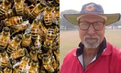 ಕಾನ್ಪುರ ಕ್ರಿಕೆಟ್ ಪಂದ್ಯ ನಡುವೆ ಜೇನುನೊಣ ದಾಳಿ; ಅಂಪೈರ್ ಸಾವು