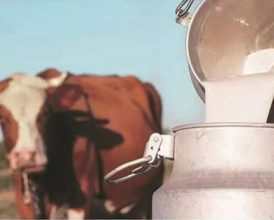Milk with coew