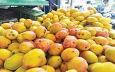 ಮಾರುಕಟ್ಟೆಯಲ್ಲಿ ಹಣ್ಣಿನ ರಾಜನಿಗಿಲ್ಲ ಬೆಲೆ