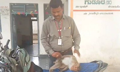 ತಾನಾಗಿಯೇ ಪಶು ಆಸ್ಪತ್ರೆಗೆ ಹೋಗಿ ಚಿಕಿತ್ಸೆ ಪಡೆದ ಕೋತಿ!