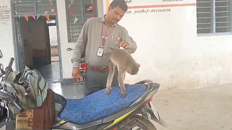 Monkey story (1)