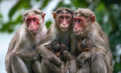 20 ದಿನಗಳ ನವಜಾತ ಶಿಶುವನ್ನು ಕಾಪಾಡಿದ ಡೈಪರ್‌