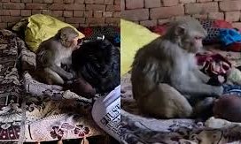 ಮರಿ ಕಳೆದುಕೊಂಡು ದುಃಖದಲ್ಲಿ 3 ತಿಂಗಳ ಹಸುಗೂಸನ್ನು ಒತ್ತೆ ಇರಿಸಿಕೊಂಡ ಮಂಗ