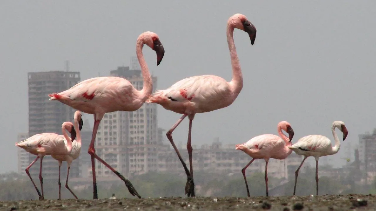 Flamingoes: ಮನಮೋಹಕ ಫ್ಲೆಮಿಂಗೊ ನೋಡಲು ಭಾರತದ ಈ ತಾಣಗಳಿಗೆ ಭೇಟಿ ನೀಡಿ - Image 3