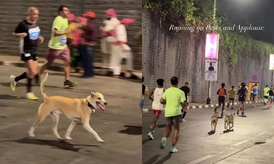 ಮ್ಯಾರಥಾನ್‌ನಲ್ಲಿ ಗಮನ ಸೆಳೆದ ದೃಶ್ಯ: ಓಟಗಾರರ ಜೊತೆ ಹೆಜ್ಜೆಹಾಕಿದ ಶ್ವಾನಗಳು