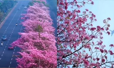 ಮುಂಬೈಯಲ್ಲಿ ಪಿಂಕ್ ಟ್ರಂಪೆಟ್: ಗುಲಾಬಿ ಬಣ್ಣಕ್ಕೆ ತಿರುಗಿದ ಹೆದ್ದಾರಿ