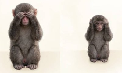 ಬೇಬಿ ಮಂಕಿ 'ಪಂಚ್'ನಿಂದ ಸಾರ್ವಜನಿಕ ಜಾಗೃತಿ