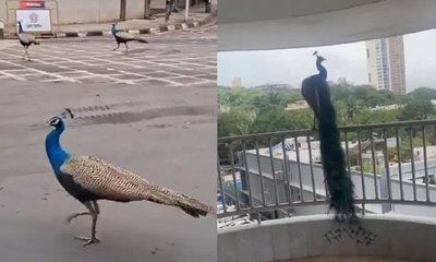 ಮುಂಬೈನ ರಸ್ತೆಯಲ್ಲಿ ಹೆಜ್ಜೆ ಹಾಕಿದ ನವಿಲು: ಪ್ರಕೃತಿ ಪ್ರಿಯರ ಕಣ್ಣಿಗೆ ಹಬ್ಬ