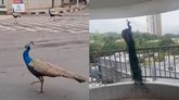 ಮುಂಬೈನ ರಸ್ತೆಯಲ್ಲಿ ಹೆಜ್ಜೆ ಹಾಕಿದ ನವಿಲು: ಪ್ರಕೃತಿ ಪ್ರಿಯರ ಕಣ್ಣಿಗೆ ಹಬ್ಬ