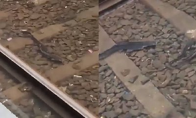 ಮುಂಬೈನಲ್ಲಿ ಮಳೆಯ ಆರ್ಭಟ: ರೈಲ್ವೆ ಹಳಿಗಳ ಮೇಲೆಯೇ ಮೀನುಗಳ ಈಜಾಟ!