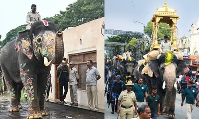 ಕ್ಯಾಪ್ಟನ್ ರೇಸ್‌ನಿಂದ ಮಹೇಂದ್ರ ಆನೆ ಬಹುತೇಕ ಔಟ್! ಕಾರಣವೇನು?