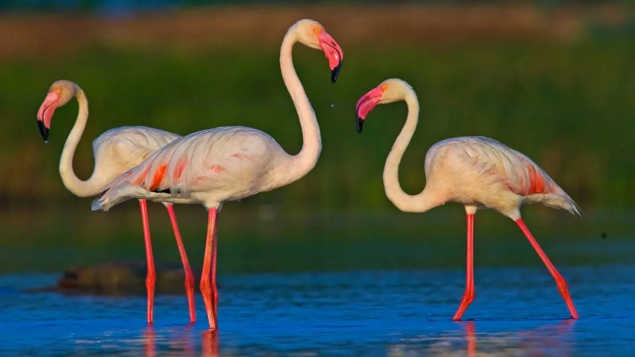 Flamingoes: ಮನಮೋಹಕ ಫ್ಲೆಮಿಂಗೊ ನೋಡಲು ಭಾರತದ ಈ ತಾಣಗಳಿಗೆ ಭೇಟಿ ನೀಡಿ - Image 8
