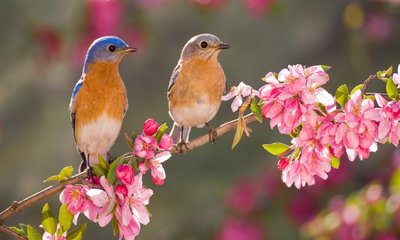 ಪ್ರತಿ ವರ್ಷ ಜ.5ರಂದು ‘ರಾಷ್ಟ್ರೀಯ ಪಕ್ಷಿಗಳ ದಿನ’ ಆಚರಣೆ