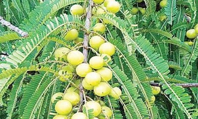 ಮರವೇ ನಮ್ಮ ಗುರು !: ಒಂದೊಂದು ವೃಕ್ಷಕ್ಕೂ ಒಂದೊಂದು ಪಾಠ !