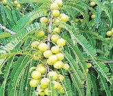 ಮರವೇ ನಮ್ಮ ಗುರು !: ಒಂದೊಂದು ವೃಕ್ಷಕ್ಕೂ ಒಂದೊಂದು ಪಾಠ !