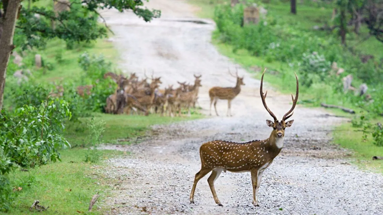 International Day of Forests 2026: ದೇಶದ ದೊಡ್ಡ ಅರಣ್ಯಗಳಿವು; ಜೀವನದಲ್ಲಿ ಒಮ್ಮೆಯಾದರೂ ಭೇಟಿ ನೀಡಿ - Image 4