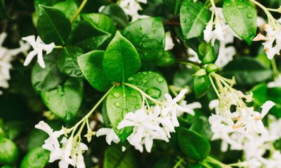 ಪಾರಿಜಾತ ಎಲೆಯಲ್ಲಿದೆ ಈ ಆರೋಗ್ಯ ಲಾಭಗಳು!