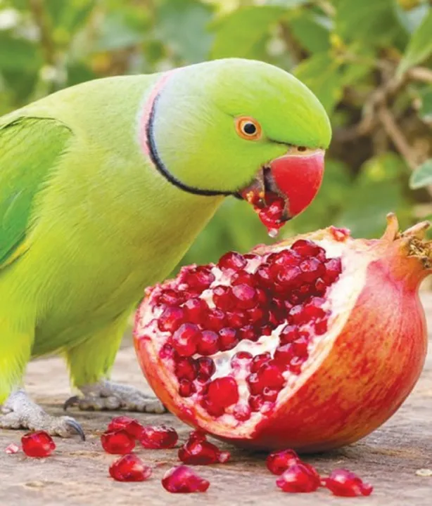 Parrrot with dalimbe