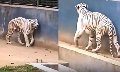 ಅಸ್ವಸ್ಥ ಬಿಳಿ ಹುಲಿಯ ರಕ್ಷಣೆಗೆ ಪ್ರಾಣಿಪ್ರಿಯರ ಮನವಿ