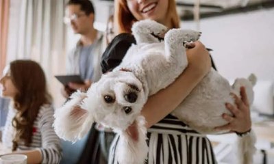 Vishweshwar Bhat Column: ಸಾಕುಪ್ರಾಣಿಗಳು ಬೇಕು