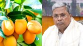 ಮಾವು ಬೆಳೆಗಾರರ ನೆರವಿಗೆ ಧಾವಿಸಲು ಕೇಂದ್ರಕ್ಕೆ ಸಿಎಂ ಸಿದ್ದರಾಮಯ್ಯ ಪತ್ರ