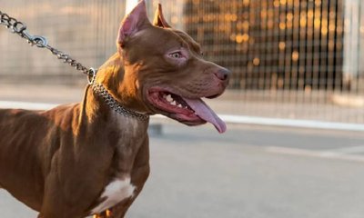 ಆಟವಾಡುತ್ತಿದ್ದ ಬಾಲಕನ ಮೇಲೆ ಪಿಟ್ ಬುಲ್ ನಾಯಿ ದಾಳಿ