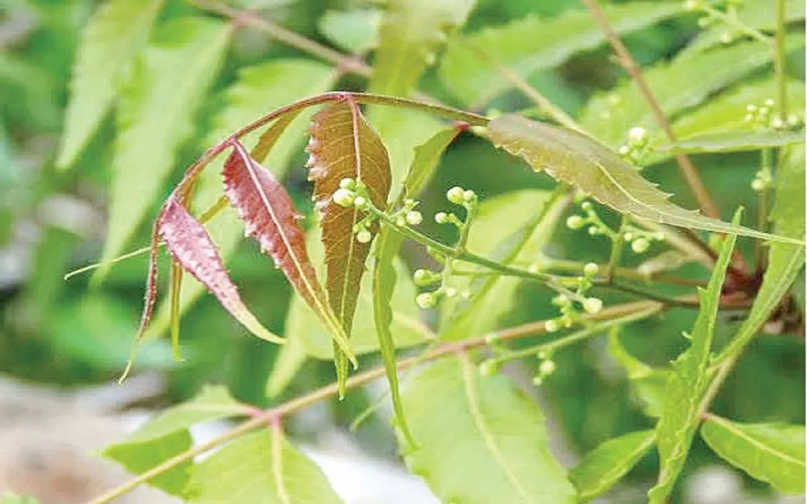 Plant