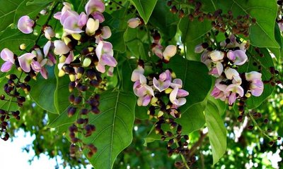 ತಂಪು ನೆರಳು ನೀಡುವ ಹೊಂಗೆಯ ಈ ಗುಣಗಳ ಬಗ್ಗೆ ನಿಮಗೆ ಗೊತ್ತೆ?