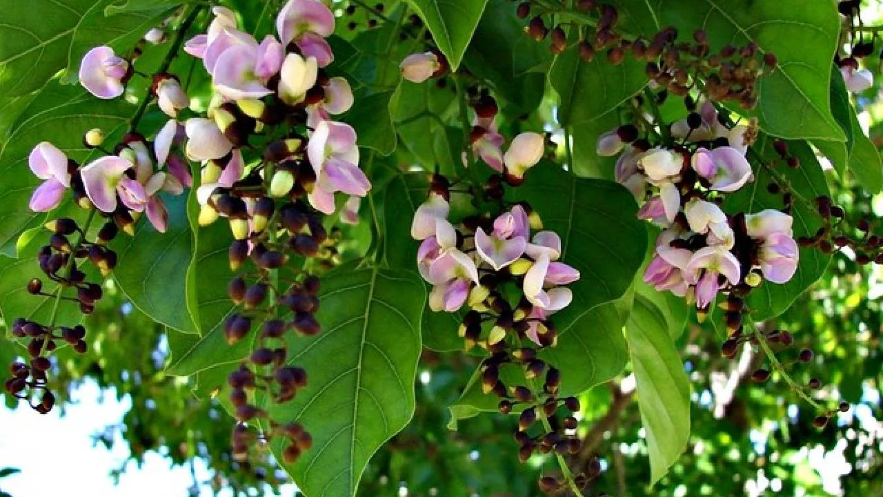 ಬಹೂಪಯೋಗಿ ಹೊಂಗೆ: ಏನೇನಿವೆ ಇದರ ಸದ್ಗುಣಗಳು? ನಿಮಗೆ ತಿಳಿದಿರಲೇ ಬೇಕಾದ ವಿವರ ಇಲ್ಲಿದೆ