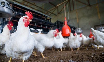 ರಾಜ್ಯದ ಕುಕ್ಕುಟೋದ್ಯಮಕ್ಕೆ ಭಾರಿ ಪೆಟ್ಟು