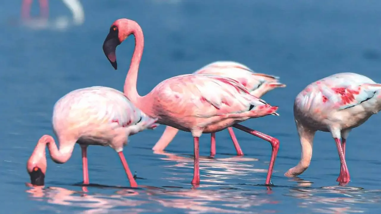 Flamingoes: ಮನಮೋಹಕ ಫ್ಲೆಮಿಂಗೊ ನೋಡಲು ಭಾರತದ ಈ ತಾಣಗಳಿಗೆ ಭೇಟಿ ನೀಡಿ - Image 5
