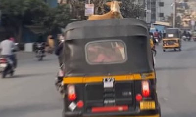 ಆಟೋ ರಿಕ್ಷಾದ ಮೇಲೆ ಡೋಗೇಶ್ ಭಾಯ್ ದರ್ಬಾರ್: ವಿಡಿಯೊ ವೈರಲ್!