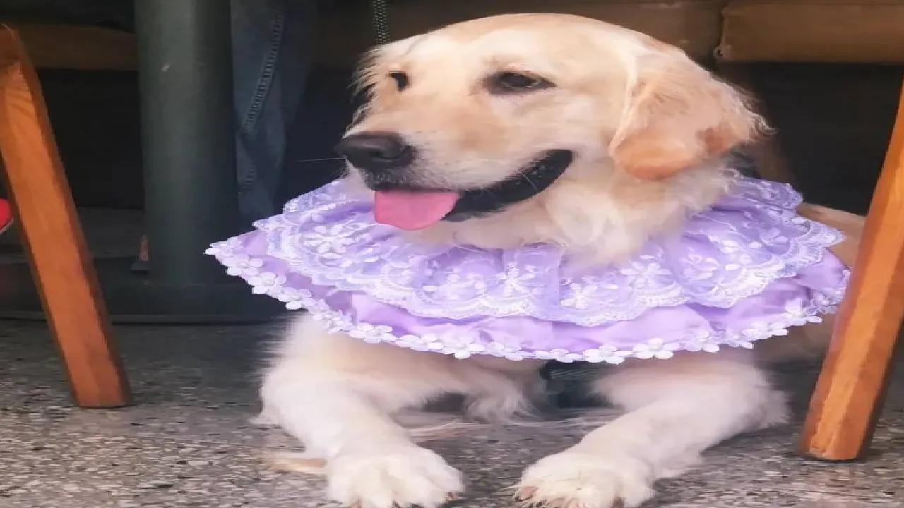 Dog Fashion 2026: ನಾಯಿಮರಿಗಳಿಗೂ ಬಂತು ವೆಡ್ಡಿಂಗ್ ಫ್ಯಾಷನ್‌ವೇರ್ಸ್! - Image 5