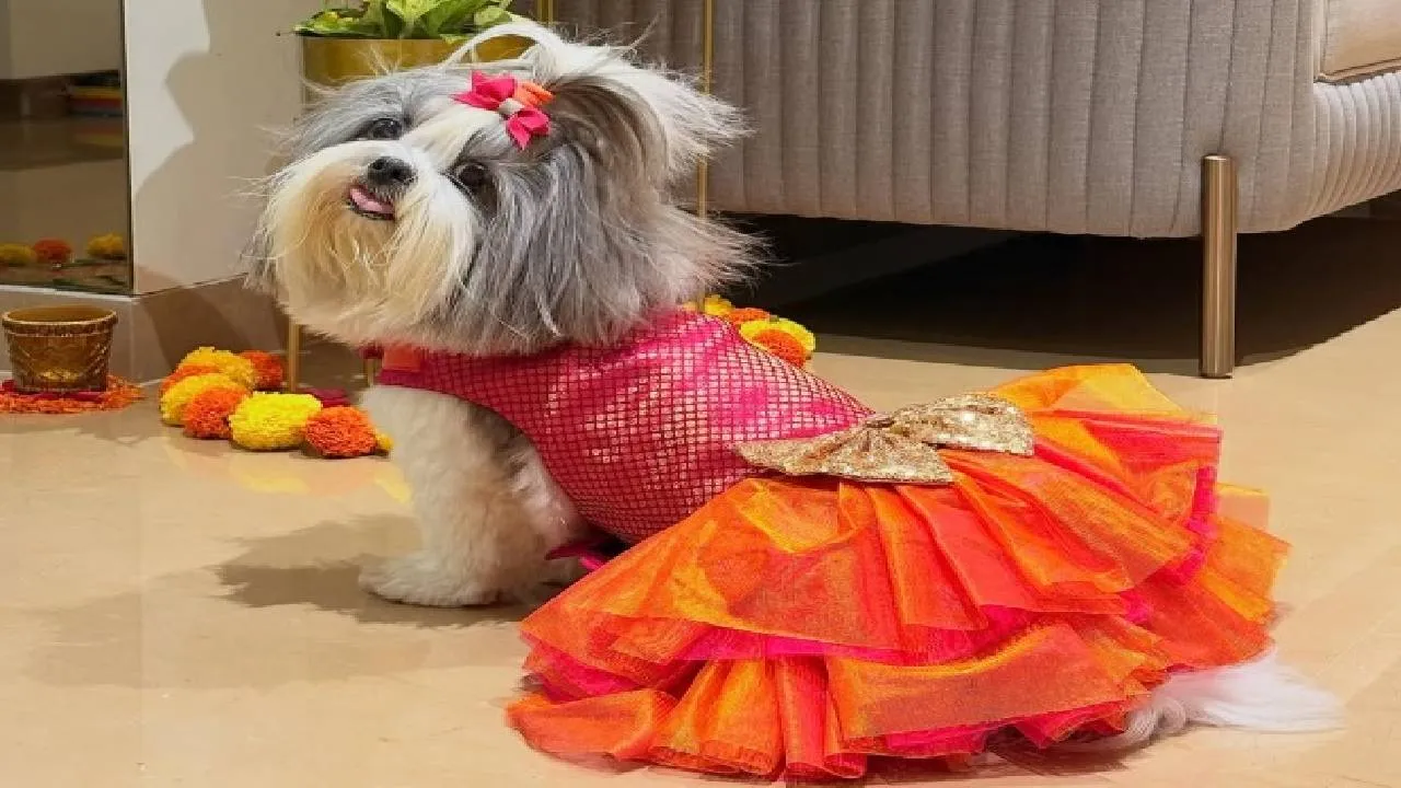 Dog Fashion 2026: ನಾಯಿಮರಿಗಳಿಗೂ ಬಂತು ವೆಡ್ಡಿಂಗ್ ಫ್ಯಾಷನ್‌ವೇರ್ಸ್! - Image 4