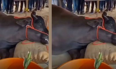 21 ಕೋಟಿ ರೂ. ಮೌಲ್ಯದ ಕೋಣ ಹಠಾತ್‌ ಸಾವು