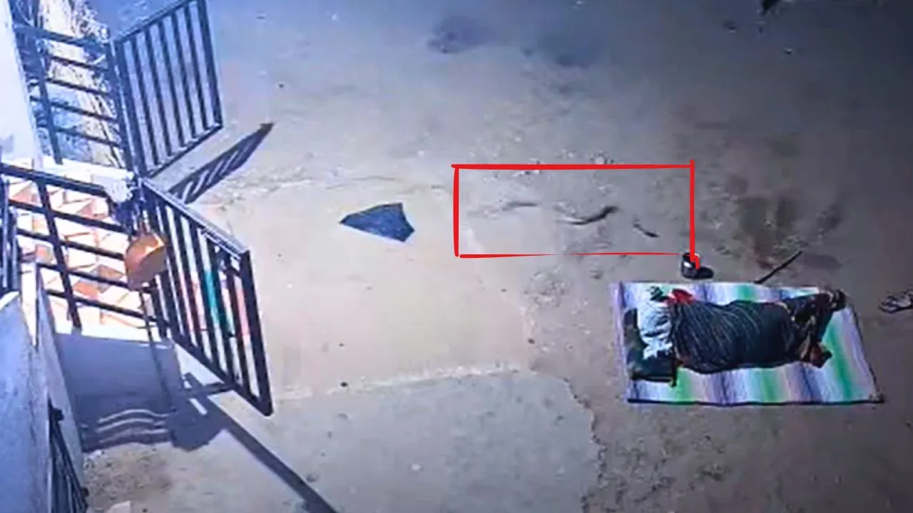 Raichur News: ಸೆಕೆ ಅಂತ ಮನೆ ಮುಂದೆ ಮಲಗಿದ್ದ ವೃದ್ಧೆಗೆ ಕಚ್ಚಿದ ಹಾವು!