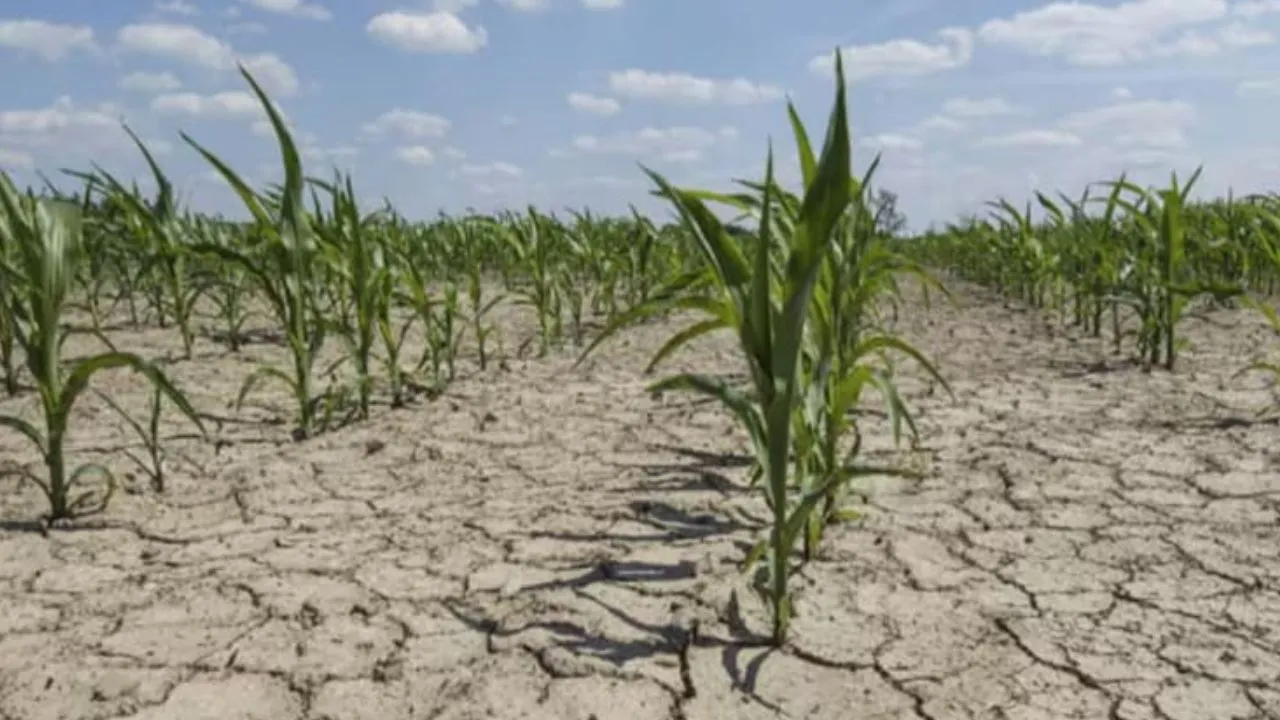 Haveri Drought: ಮಳೆ ಇಲ್ಲದೆ ಬೆಳೆ ನಾಶಕ್ಕೆ ಮುಂದಾದ ಅನ್ನದಾತ; ಬರಗಾಲ ಘೋಷಣೆಗೆ ಆಗ್ರಹ