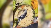 ರಾಮೇಶ್ವರಂ ಕೆಫೆಯ ಪೊಂಗಲ್‌ನಲ್ಲಿ ಹುಳು ಪತ್ತೆ..!